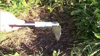 CLOVER Cover Crop Removal Improve your Garden Soil [upl. by Beane]