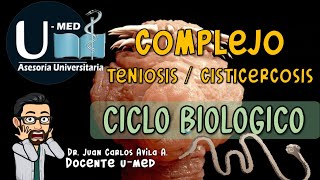 ✔CICLO BIOLOGICO TENIOSIS  CISTICERCOSIS🐖🐄♻ [upl. by Sulohcin]