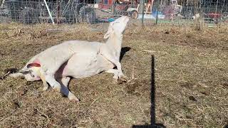 Sheep Birth On The Homestead [upl. by Dulsea]