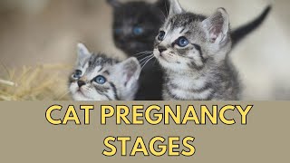 How Long Are Cats Pregnant [upl. by Lemak]