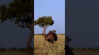 Male Ostrich’s Magnificent Mating Dance – But She’s Not Interested [upl. by Eltotsira]