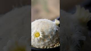 Mammilaria Plumosa 💓 🌵 cactoseplantassuculentas [upl. by Carbrey]