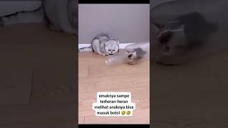 APO CITO KUCING MASUK BOTOL kucingmasukbotol [upl. by Niala]