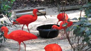 quotRoter Sichler im Vogelpark WalsrodequotSlideshow von Karin Schmökel [upl. by Adirahs309]