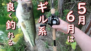 【バス釣り】どんな時期でも、ボトムズル引きは良く釣れる 46 ＃24スティーズ ボトムアップ ギル系 ブラックレーベル 福岡バス釣り [upl. by Mitchel]