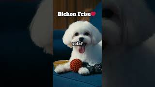 Reason to own a Bichon Frise 💖🐾🐶 doglover bichonfrise cute pets [upl. by Allehcim]