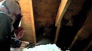 Attic Mold Cleaning 2  Indiana [upl. by Philipa190]