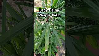 Lady PalmRhapis Palm indoorplant airpurifierplant Rajshreecreation2024 [upl. by Merrick]