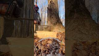 Cutting BIG hardmaple 🪓🪵 logger chainsaw stihl treecutter [upl. by Rand]