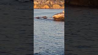 Sea Lions  Sandiego travel vacation ocean nature beach [upl. by Keith345]