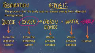 Aerobic Respiration KS3 Science [upl. by Croft87]