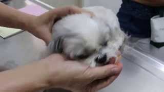 A Shih Tzu has persistent left eye discharge Pt 1 [upl. by Aggi47]