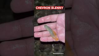 Chevron Blenny  Explore  BycatchAndAdventures blenny marinelife beach tidepools [upl. by Notlih]