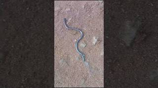 Brahminy blind snake [upl. by Ezechiel]