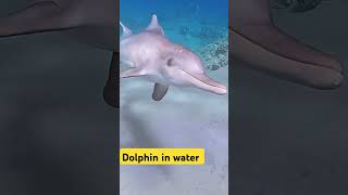 Dolphin Fish Sea Ocan Aquarium foryou trending viralvideo aquarium [upl. by Buerger129]