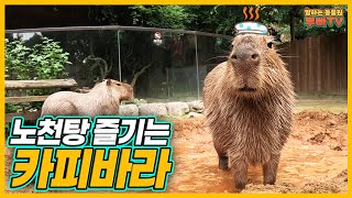 SUB 뿌빠타운 뿌빠의 근본은 우리다😎 진흙 목욕하는 카피바라 뿌직amp빠직이와 펭귄들의 신나는 펭리비안베이│Everland Ppuppa Town [upl. by Eileen10]