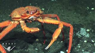 Deep Sea Crab Snaps At Methane Bubbles [upl. by Ecneps283]