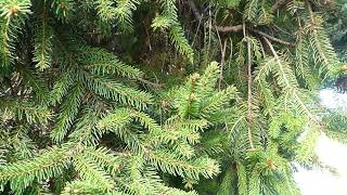 Picea abies Barryi [upl. by Vins]