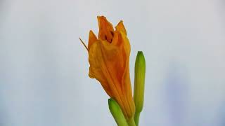 Time Lapse Movie of Daylily Undergoing Nyctinasty in 13 Seconds for 53 Hours Modified [upl. by Broderic363]