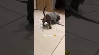 Jump scaring my dachshund gone wrong 🙄dachshund cutedog wienerdogs [upl. by Helaine]