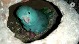 Pacific Parrotlet Breeding Progress [upl. by Hultin717]