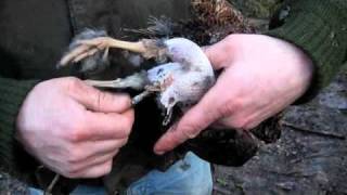 How to Gut a Woodcock [upl. by Malloch]