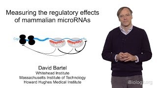 David Bartel Whitehead InstituteMITHHMI Part 2 MicroRNAs Regulation by Mammalian microRNAs [upl. by Panthia]