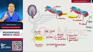 Traumatología  Ciencias Básicas Aparato Locomotor Embriología ENAMENARMSERUMS [upl. by Winston]