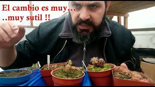 Droseras pigmeas reproduccion cultivo y curiosidades [upl. by Spear]