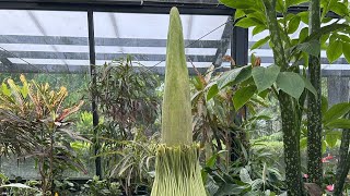 Corpse Flower Livestream [upl. by Cherri]