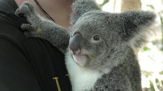 Bungalow Bay Koala Village Wildlife Tour on Magnetic Island Australia for YouTube [upl. by Enneirb]