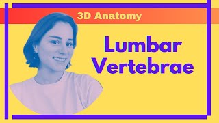 Lumbar Vertebrae  3D Anatomy [upl. by Weston940]