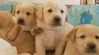 Yellow Lab Puppies and Their Adorable Mommy [upl. by Vachil922]