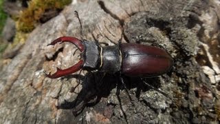 Lucanus cervus cervus  Stag Beetle  Hirschkäfer [upl. by Nasah]