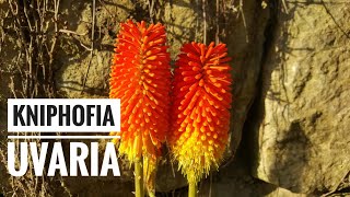 Kniphofia uvaria Tritoma [upl. by Eissej]