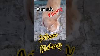 Olen n flen cat catlover cute shortvideo subscribe [upl. by Rochette820]