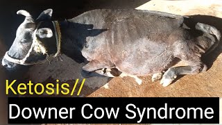 Downer Cow SyndromeKetosisHypocalcemiaHypomagnesemiaDowner CowSyndrometreatmentDr Sohail [upl. by Enad]