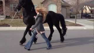 Going for a stroll with my Friesian Stallion Apollo [upl. by Ainesell]