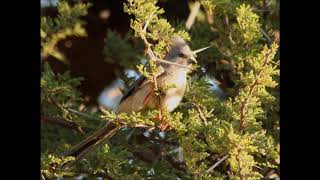 White backed Mousebird call [upl. by Janene]