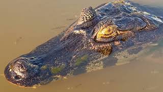 Wildlife of the Pantanal Brazil [upl. by Bezanson]