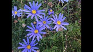 Cuidados y reproducción de la Margarita Azul Agathea coelestis  Felicia  Agatea  Aster [upl. by Hanoy]