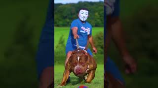 Pitbull catching ball pitbull pitbullawareness dogbreed pitbullfacts [upl. by Drucilla]