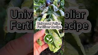 Universal Foliar fertilizer recipe shortvideo garden howto youtubeshorts viralvideo video [upl. by Rafaellle]