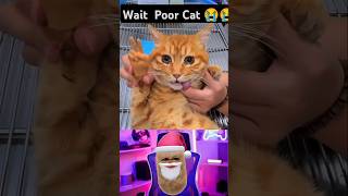 Is She Dead 💔🥺 shorts video reaction sad cat [upl. by Melodie]