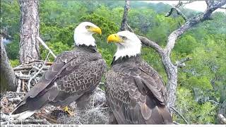 AEF NEFL Eagle Cam 42018 Hawk Ruffles Feathers of R amp J [upl. by Kleiman171]