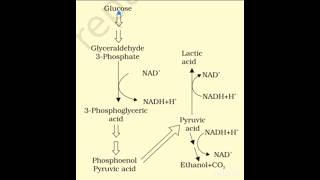 Fermentation biology respiration anaerobic [upl. by Sevy969]