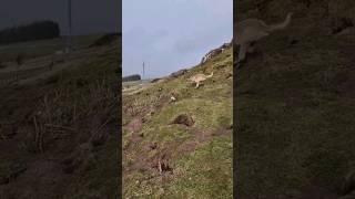 ferreting hunting fieldsports lurcher rabbiting rabbitexpress huntingdog workingdog [upl. by Carlstrom32]