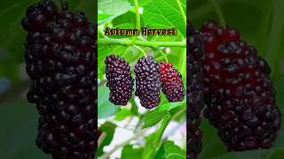 Autumn Harvest  39 shorts farming villagelife agriculture autumn garden food [upl. by Ahtnicaj]