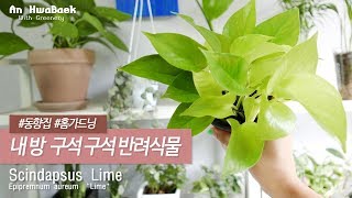 방구석가드닝 동향 집에서 키우는 식물들실내공기정화침실 반려식물Houseplant TourIndoor plant care [upl. by Euqinwahs839]