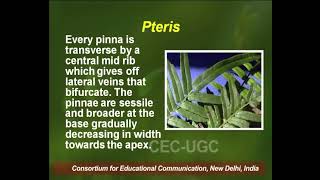 Pteris  I [upl. by Lavinia]